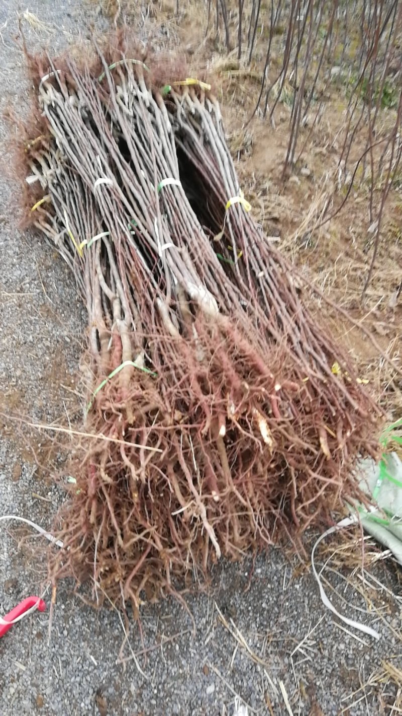 杏树苗，芒果杏，荷兰香蜜杏，吊干杏，苗圃现挖，产地直供