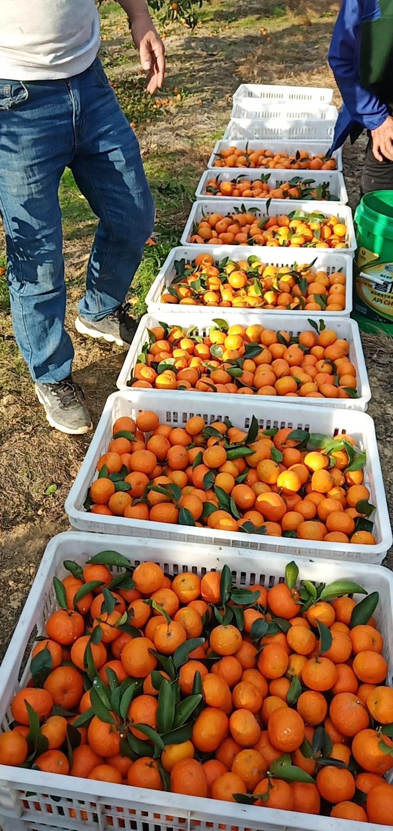 沙糖橘代办每斤1.5元10000斤起批