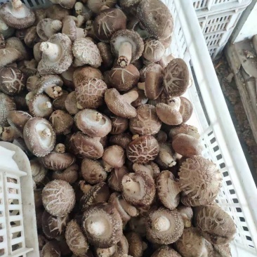 鲜香菇808....9608可代办