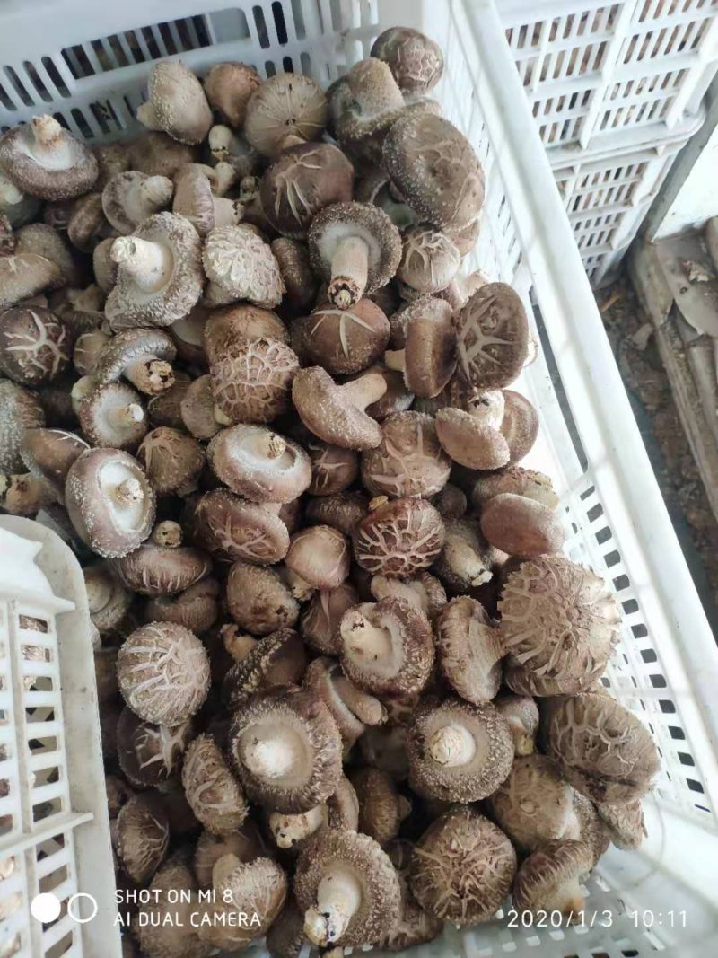 鲜香菇808....9608可代办