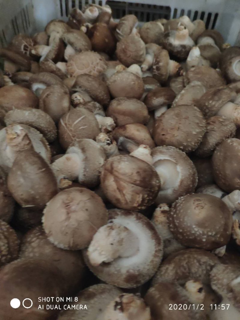 鲜香菇808....9608可代办