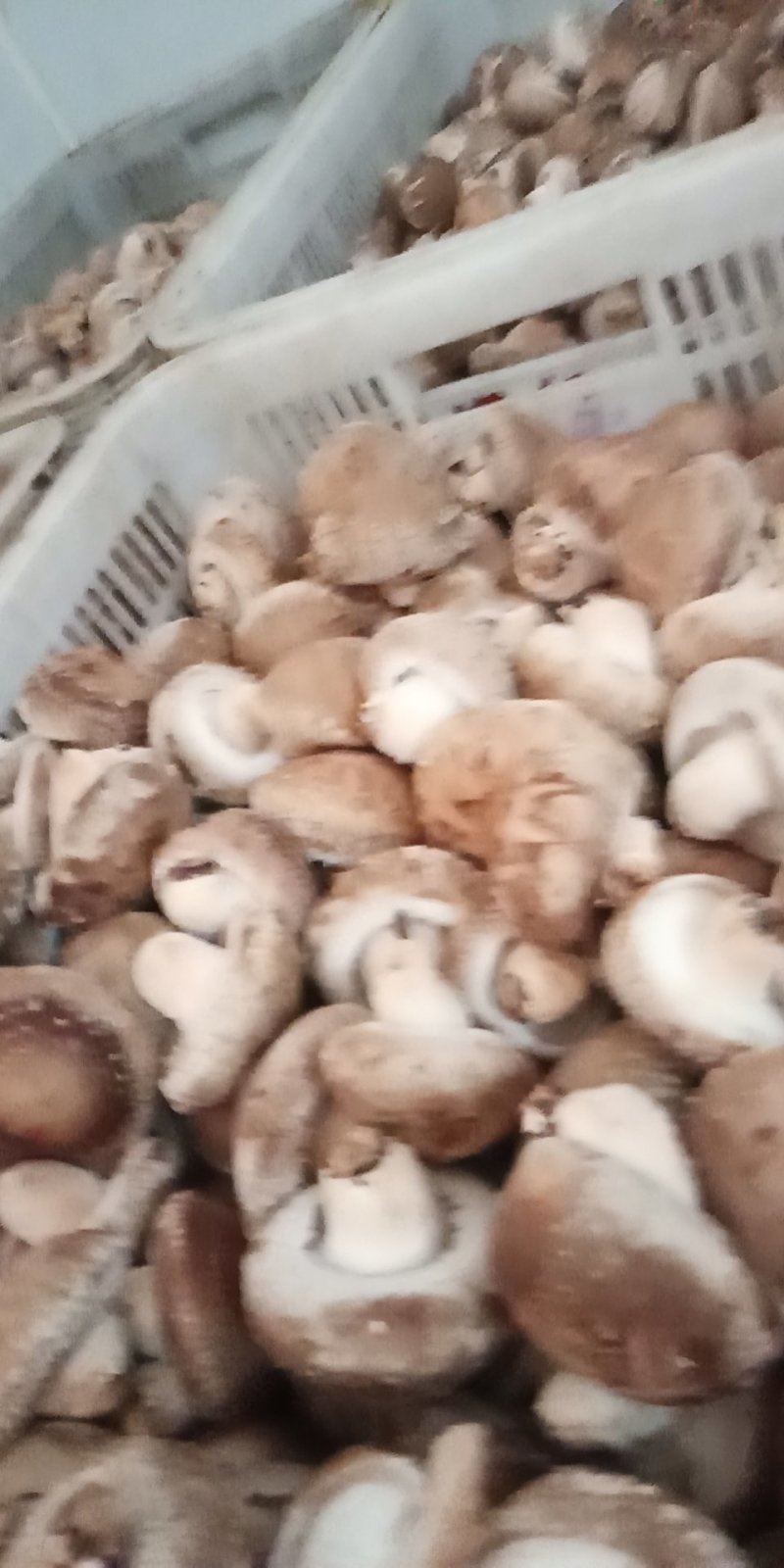 鲜香菇808....9608可代办