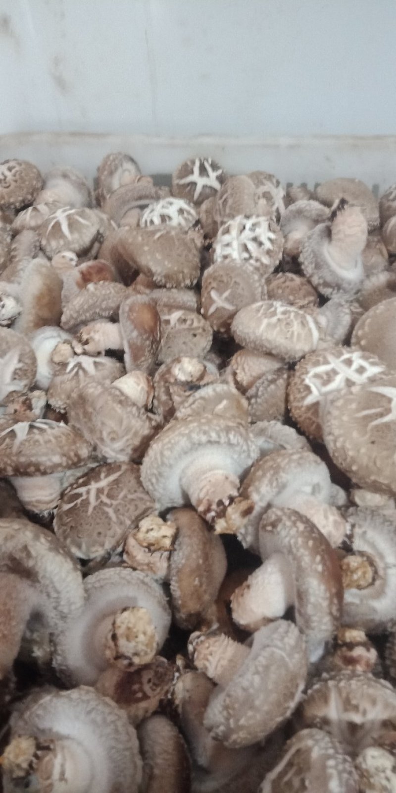 鲜香菇808....9608可代办