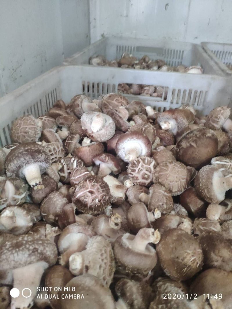 鲜香菇808....9608可代办