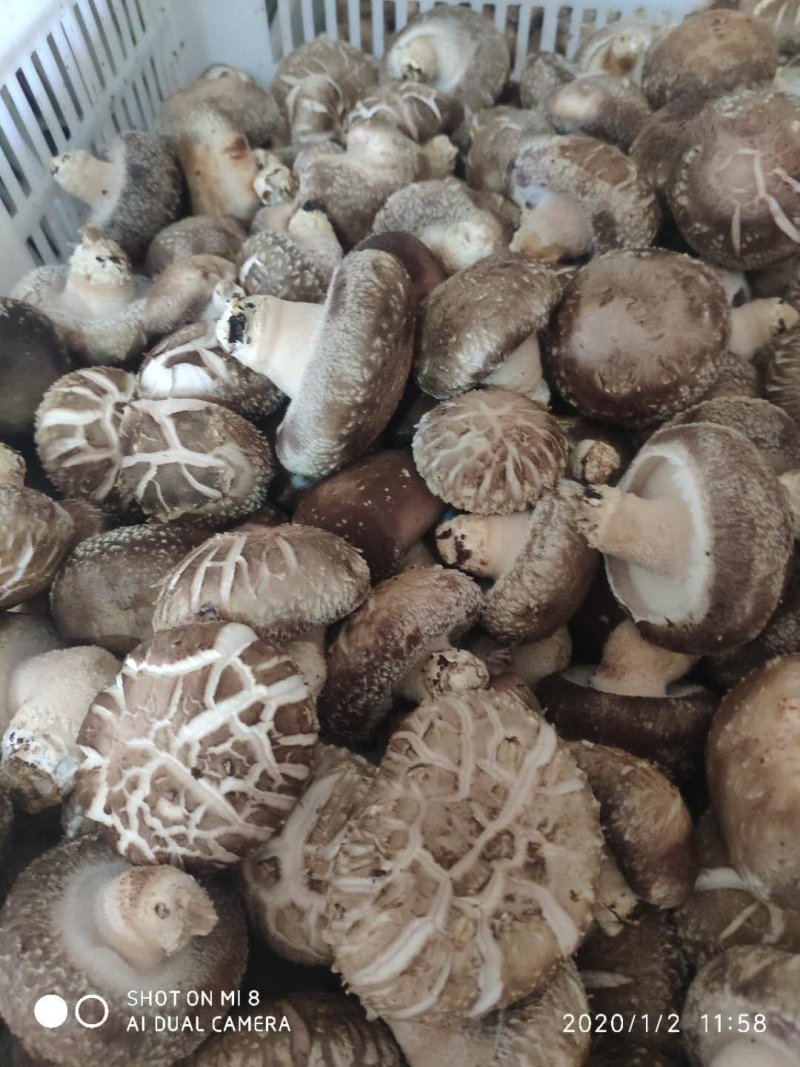鲜香菇808....9608可代办