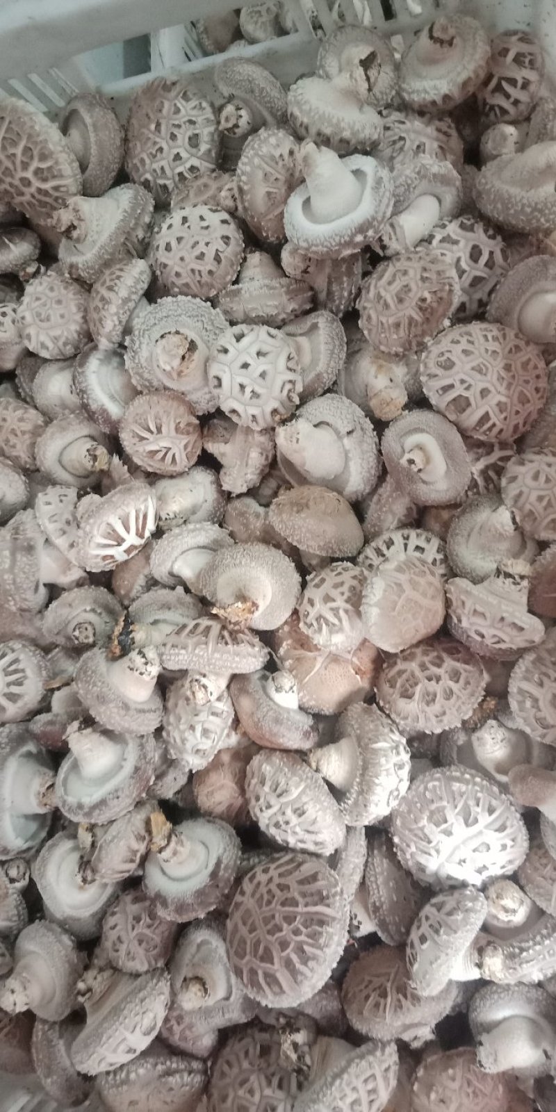 鲜香菇808....9608可代办