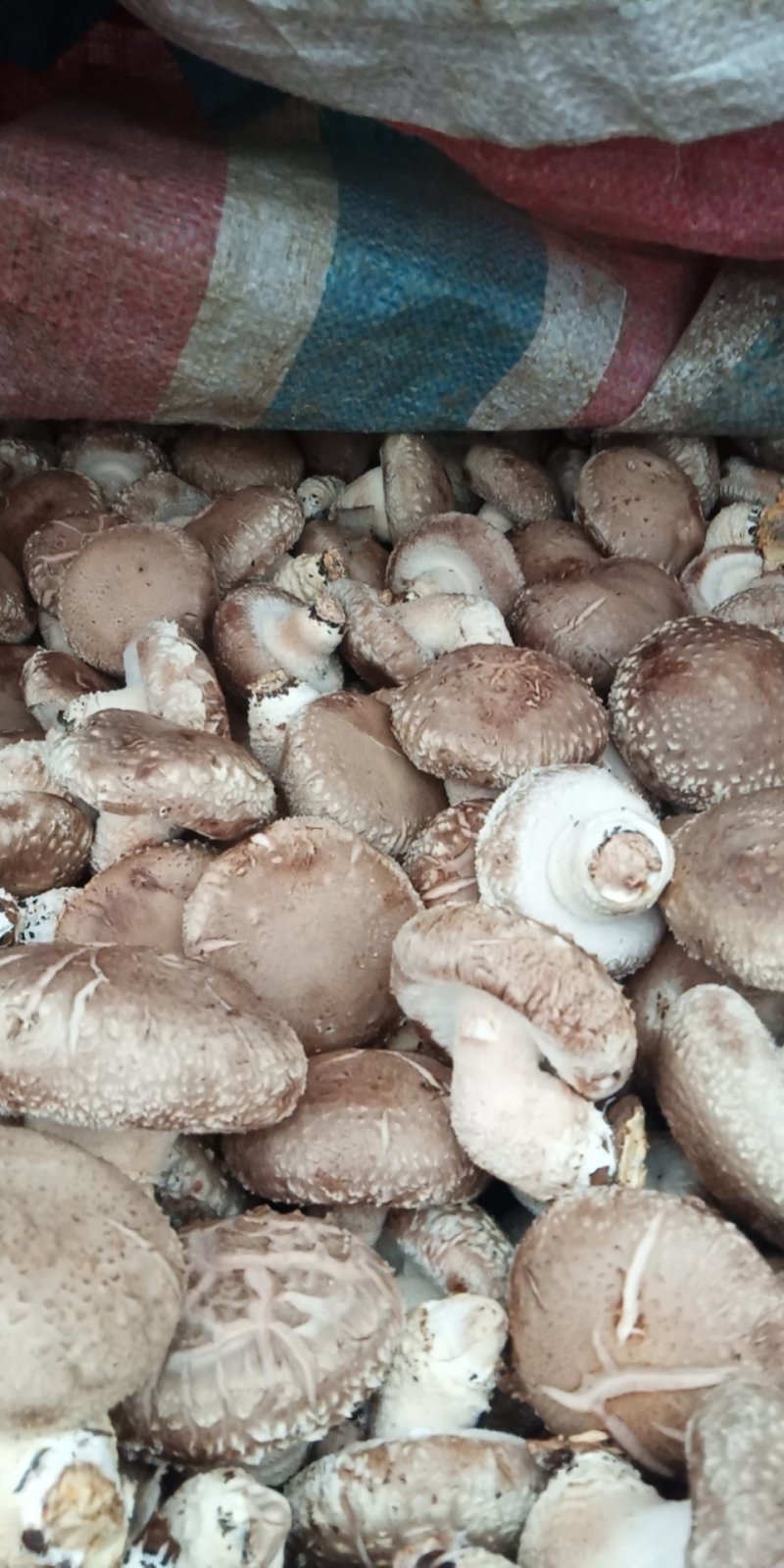 鲜香菇808....9608可代办