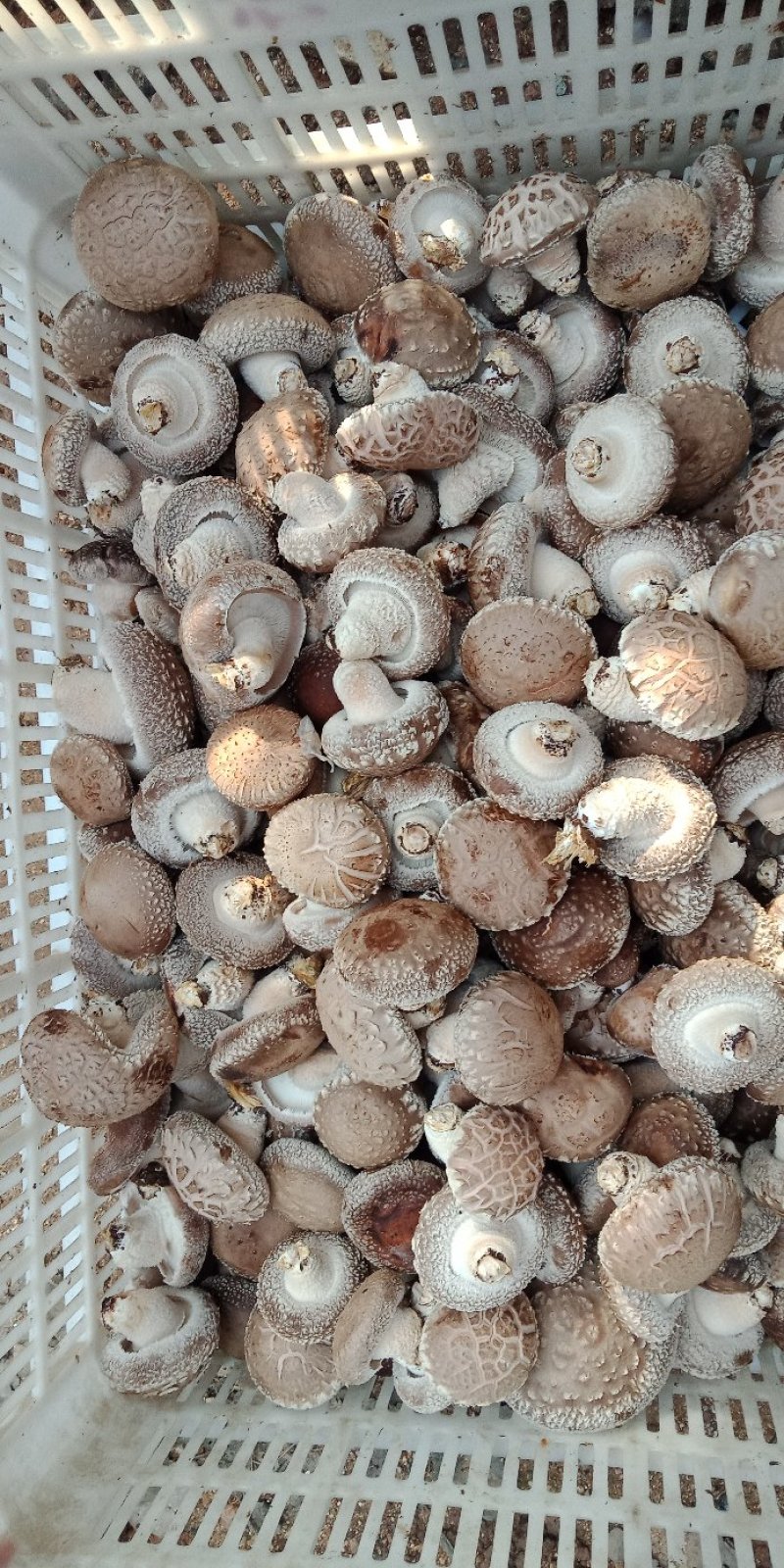 鲜香菇808....9608可代办