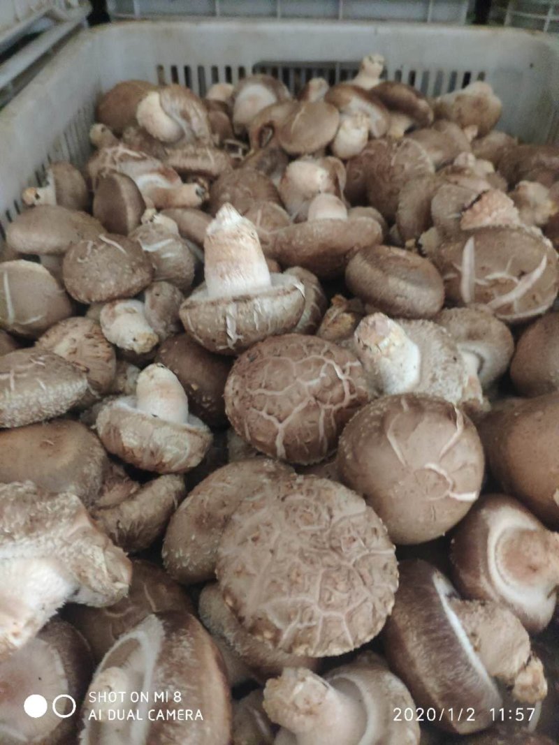 808.....9608量大从优。可代办