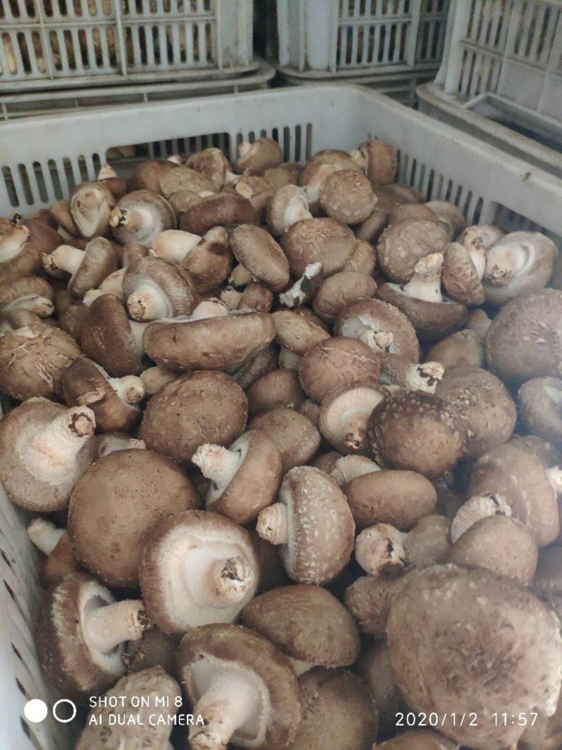 808.....9608量大从优。可代办