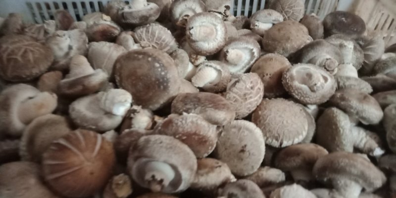 808.....9608量大从优。可代办