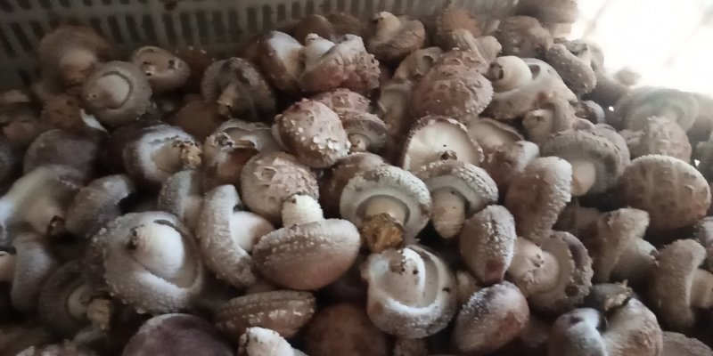 808.....9608量大从优。可代办