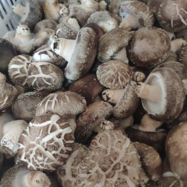 鲜香菇808*9608**可代办