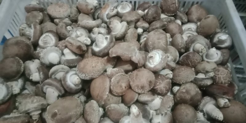 鲜香菇808*9608**可代办