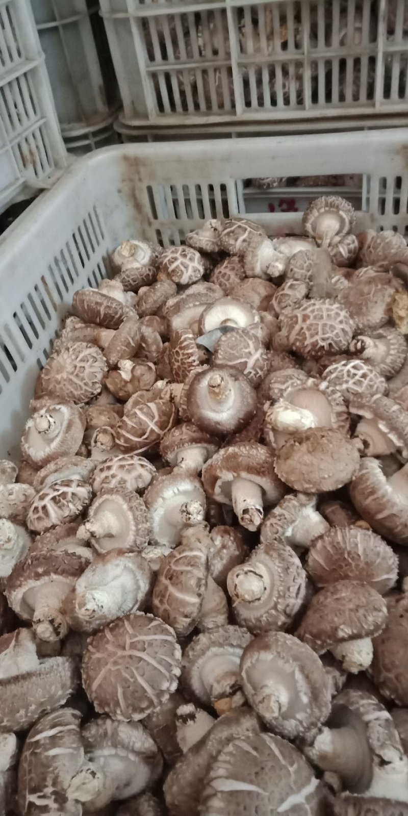 鲜香菇808*9608**可代办