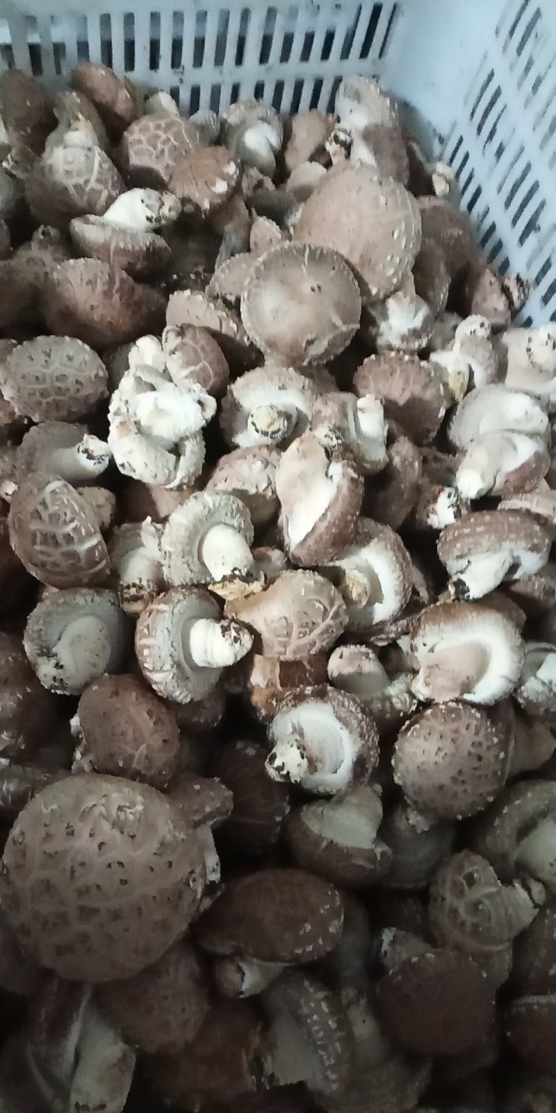 鲜香菇808*9608**可代办
