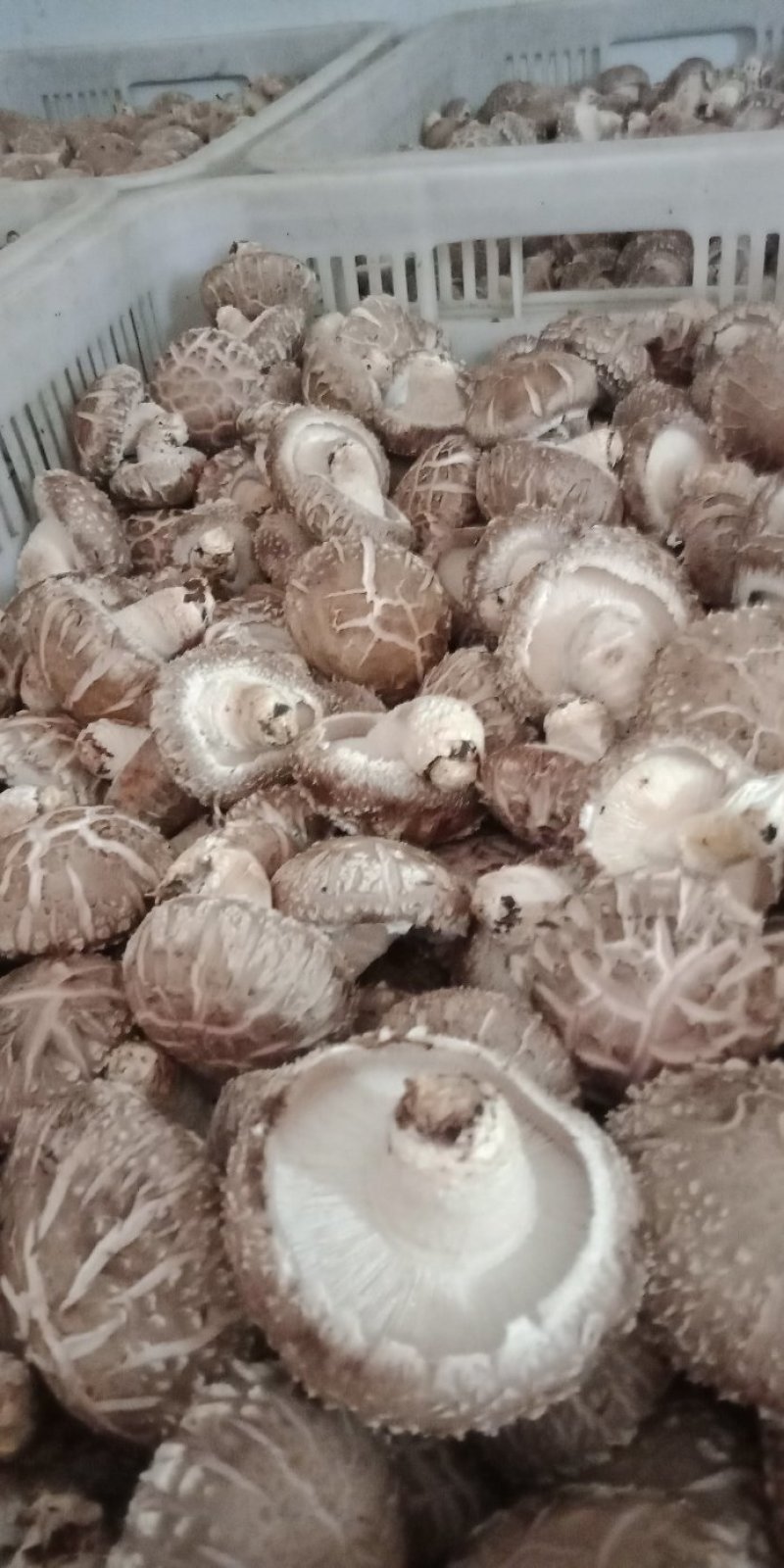 鲜香菇808*9608**可代办