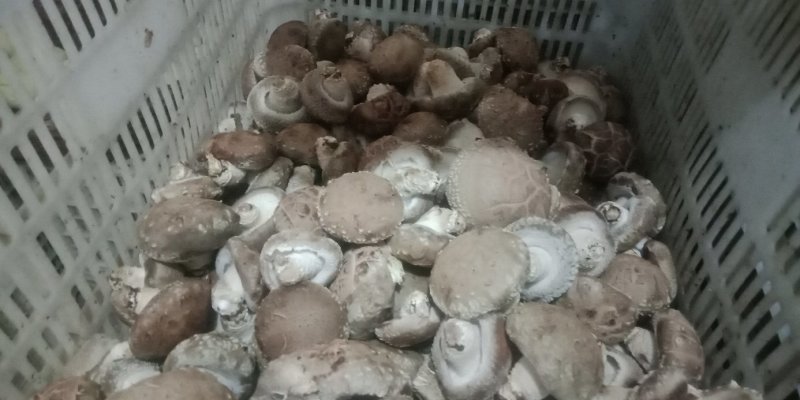 鲜香菇808*9608**可代办