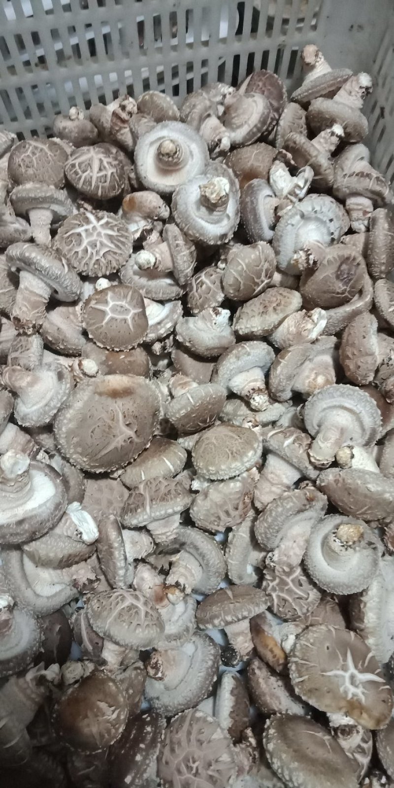鲜香菇808*9608**可代办