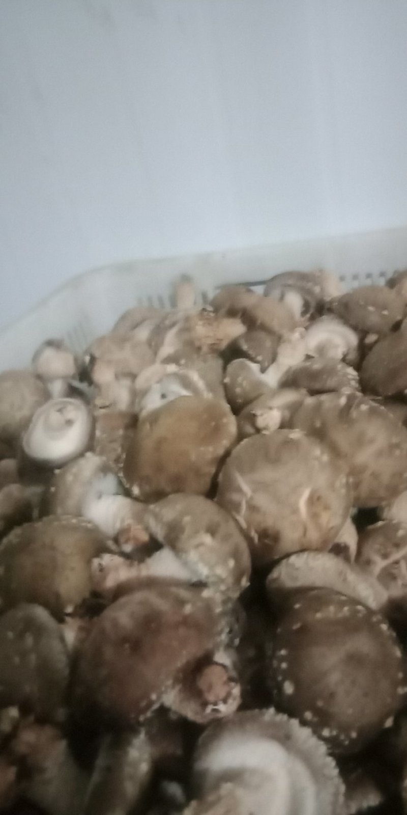 鲜香菇808*9608**可代办