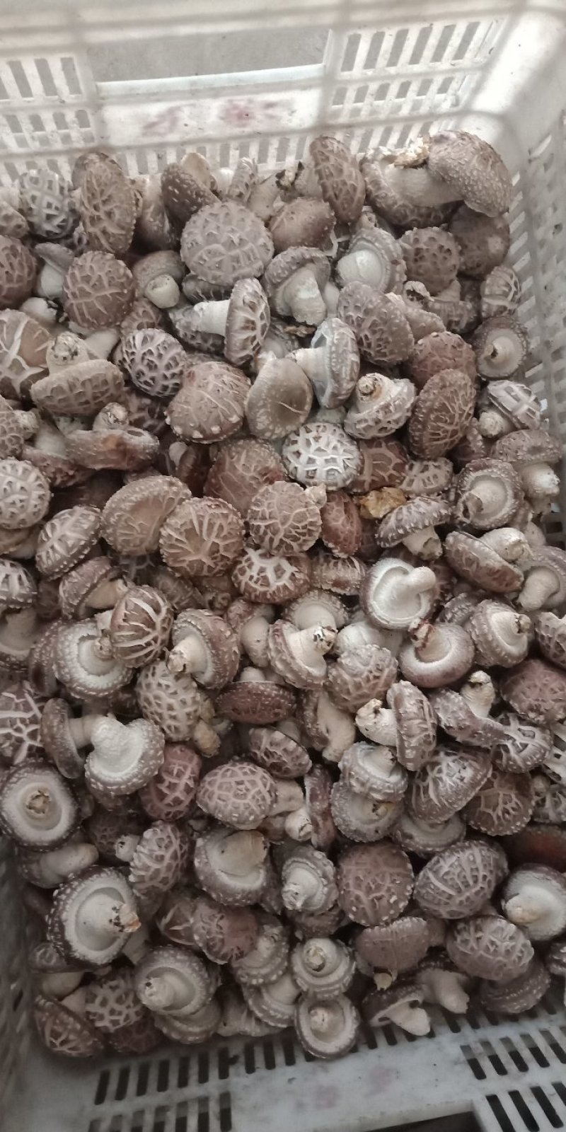 鲜香菇808*9608**可代办