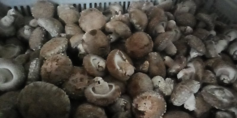 鲜香菇808*9608**可代办