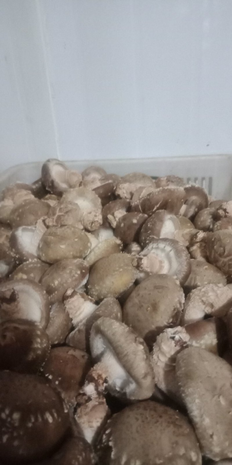 鲜香菇808*9608**可代办