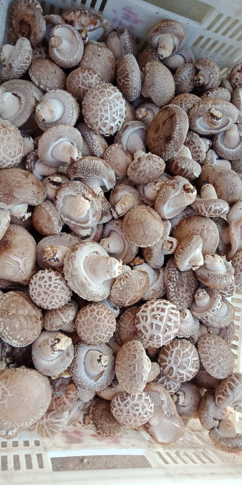 鲜香菇808*9608**可代办