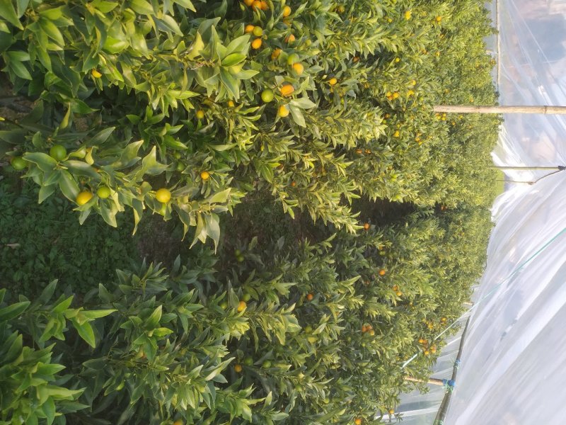 带果脆皮金桔苗签合同假一赔百