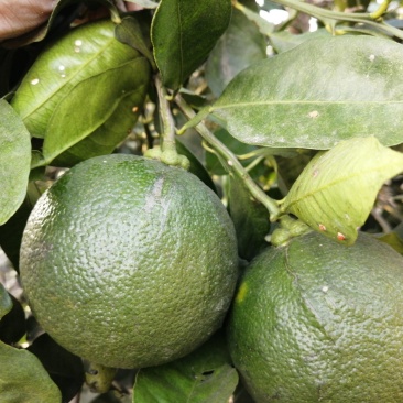 玳玳苗，玳玳花苗，药材苦橙花苗，药枳壳苗直销批发枝条供应