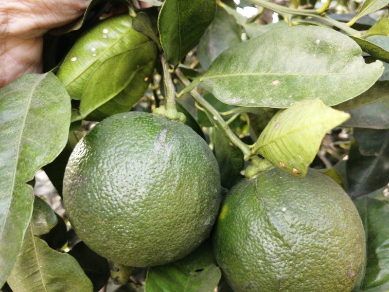 玳玳苗，玳玳花苗，药材苦橙花苗，药枳壳苗直销批发枝条供应