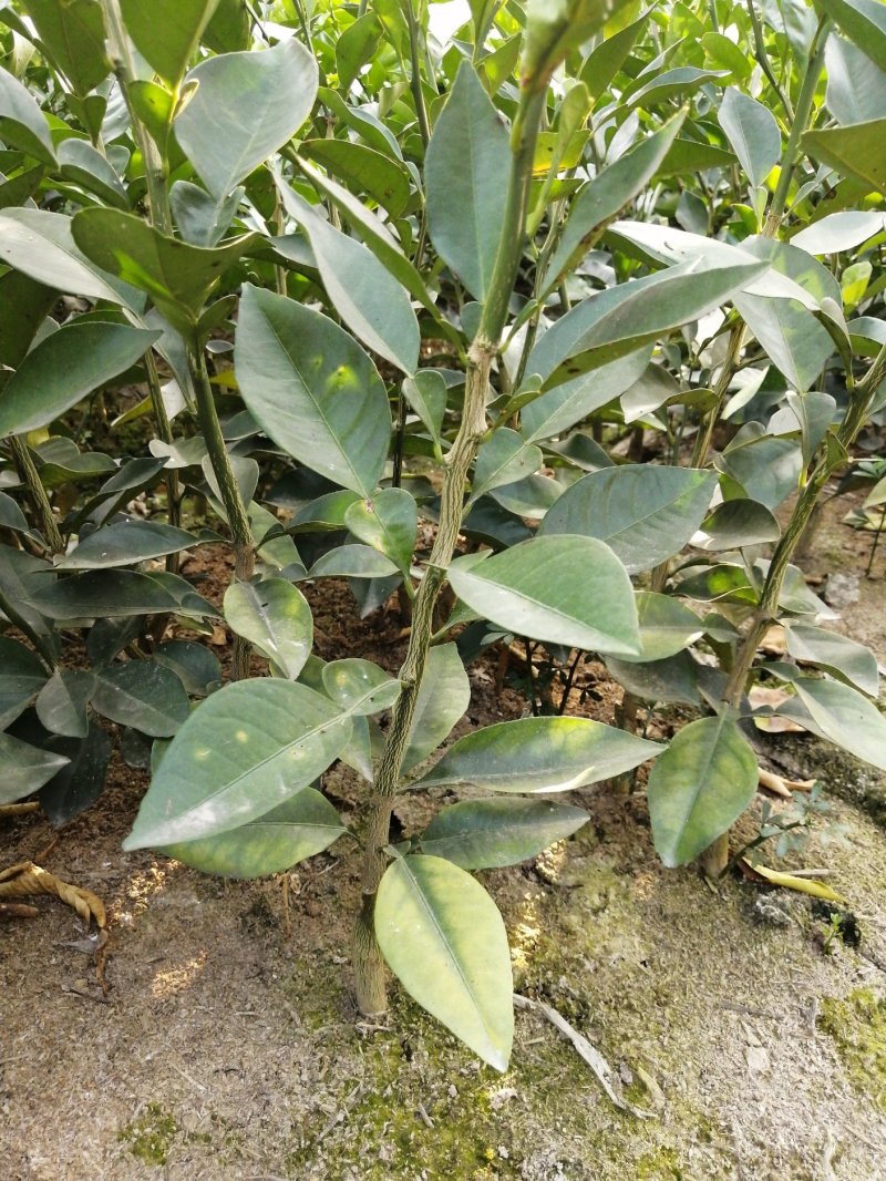 玳玳苗，玳玳花苗，药材苦橙花苗，药枳壳苗直销批发枝条供应