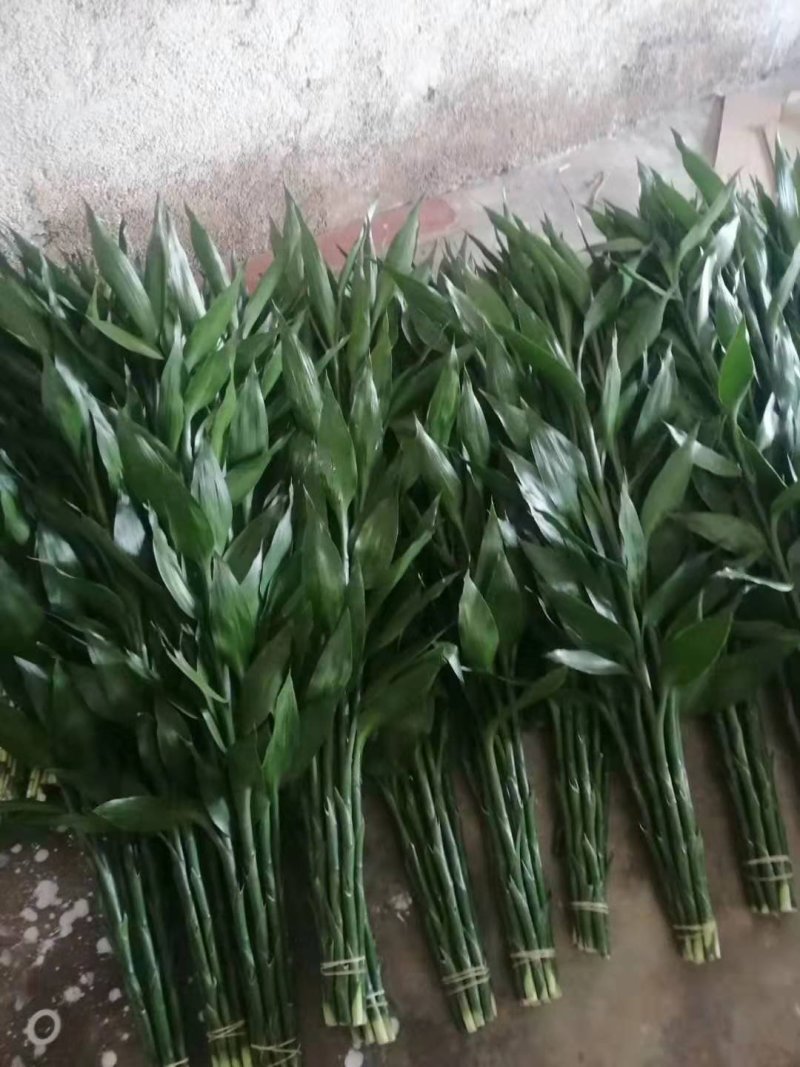 海南一手货源基地批发长期供应承接电商合作伙伴