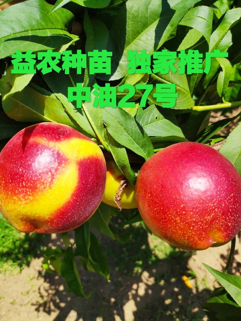 【新品种】早熟黄肉油桃中油27桃树苗