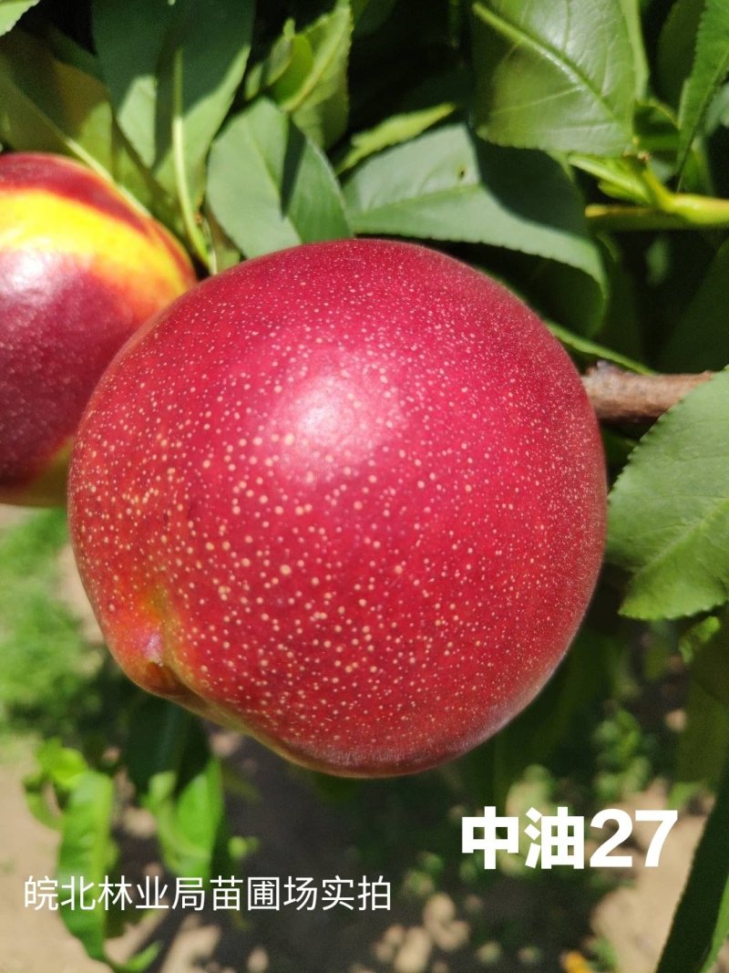 【新品种】早熟黄肉油桃中油27桃树苗