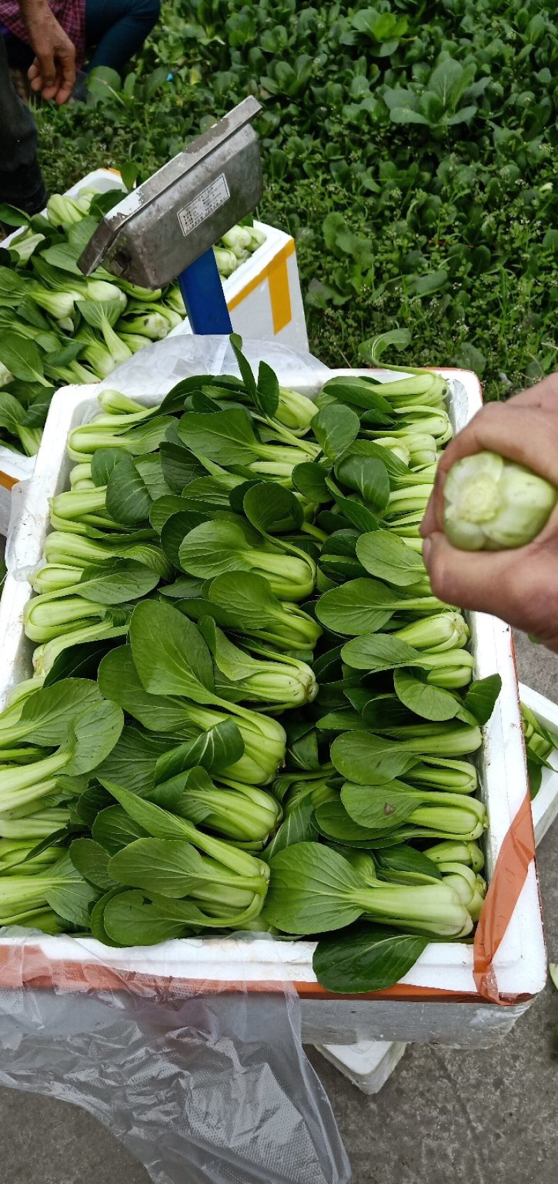 精品上海青小白菜诚信经营欢迎选购