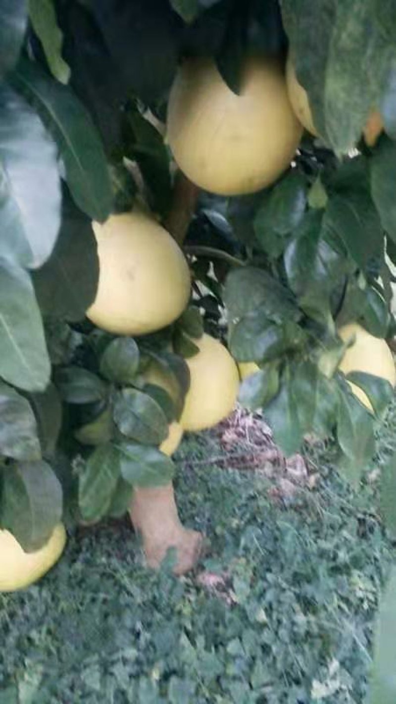 红心蜜柚，红心柚，优质优价一手货源无中间商