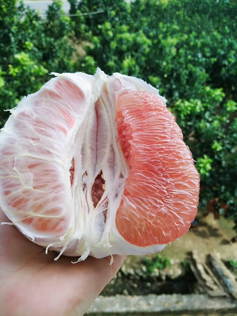 红心蜜柚，红心柚，优质优价一手货源无中间商