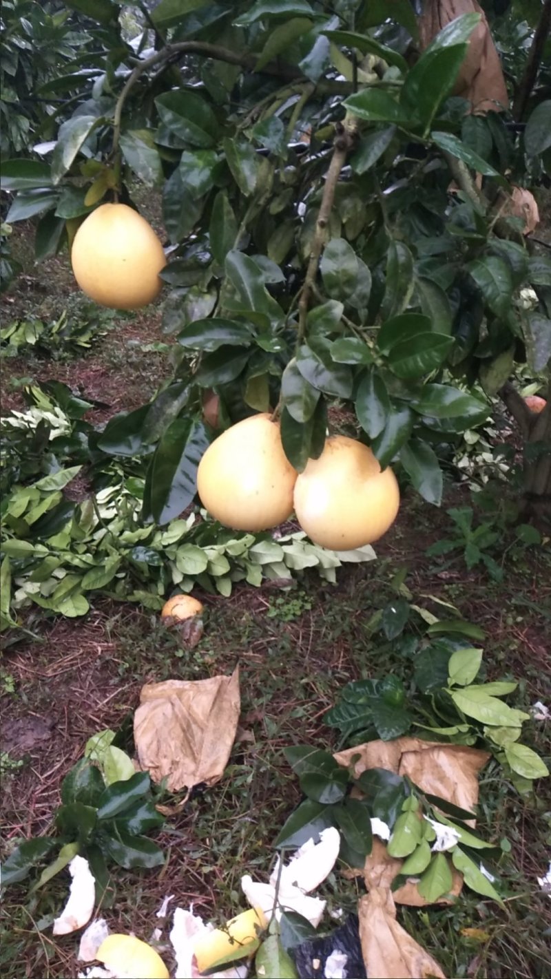 红心蜜柚，红心柚，优质优价一手货源无中间商