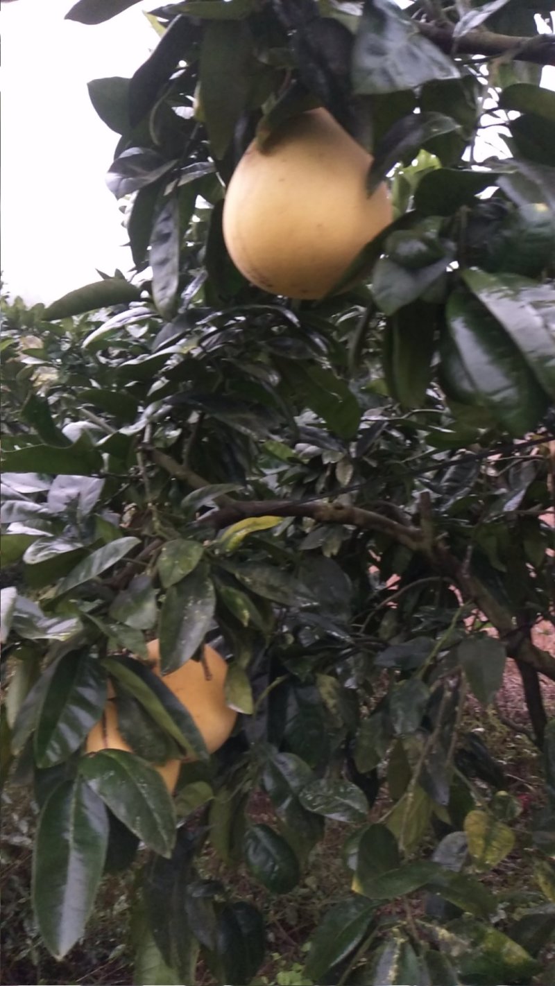 红心蜜柚，红心柚，优质优价一手货源无中间商