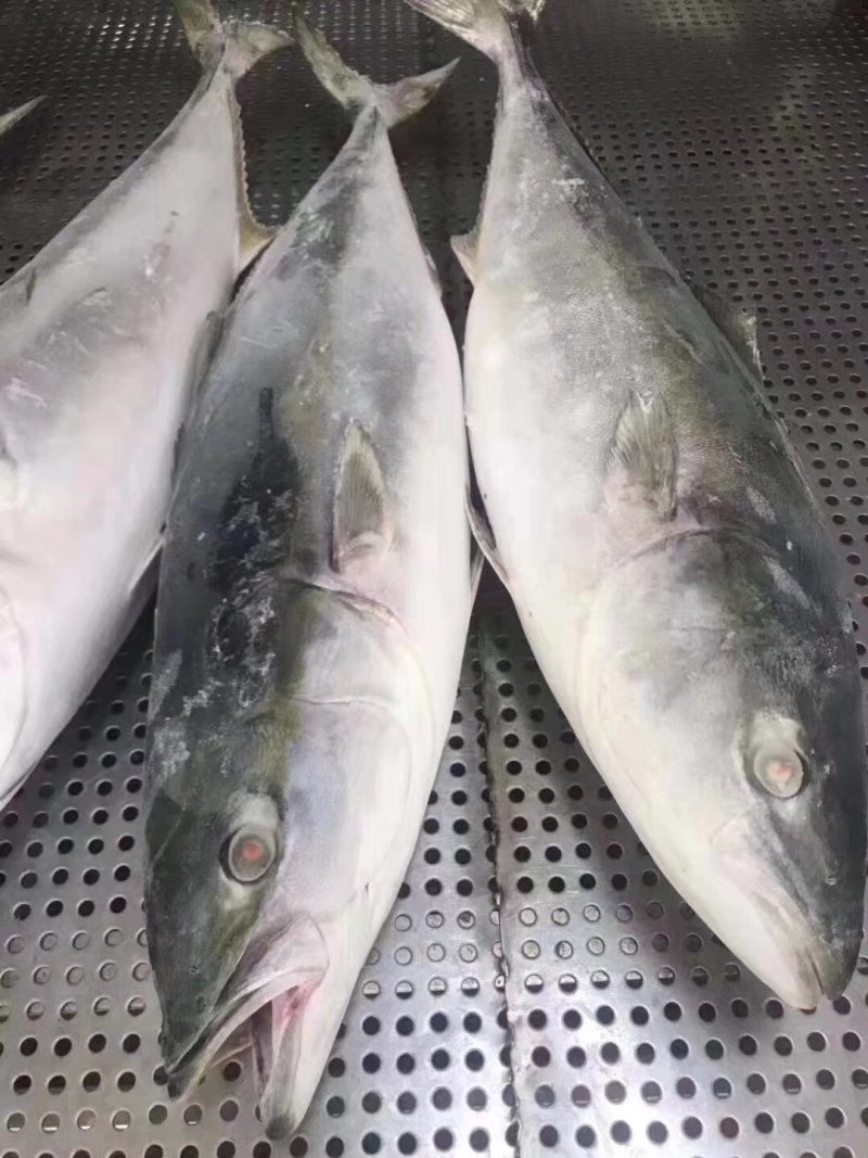金枪鱼