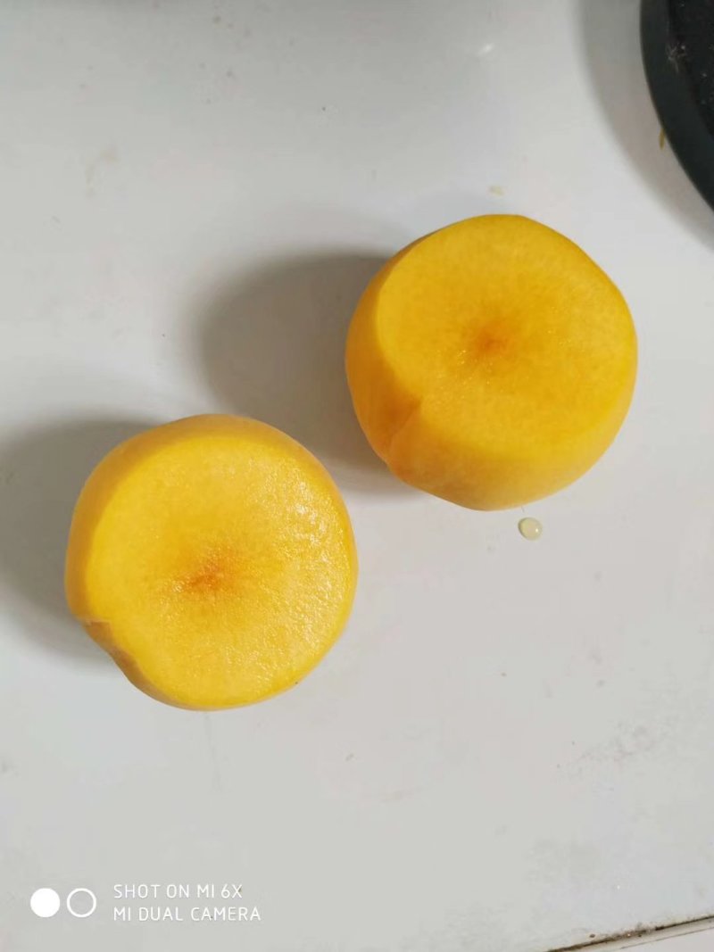 早熟黄桃苗（成熟金灿金美人黄锦香）花粉多结果良好