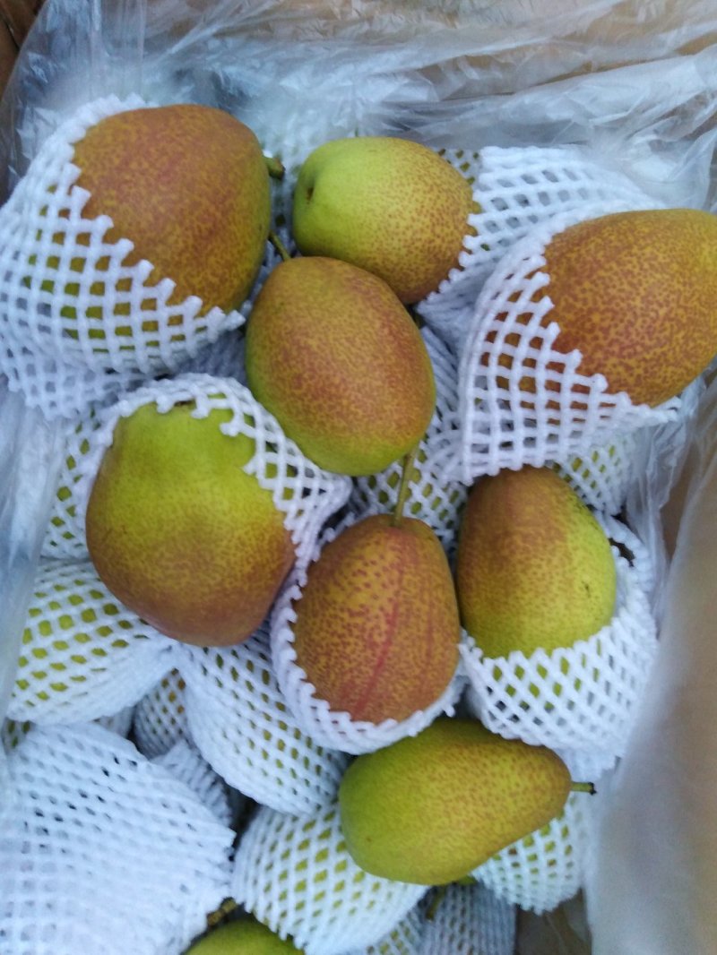 梨