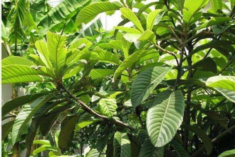 枇杷树种苗琵琶种子白玉枇杷芦橘白