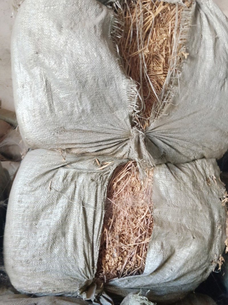 供应菥蓂草，北败酱草，败酱草