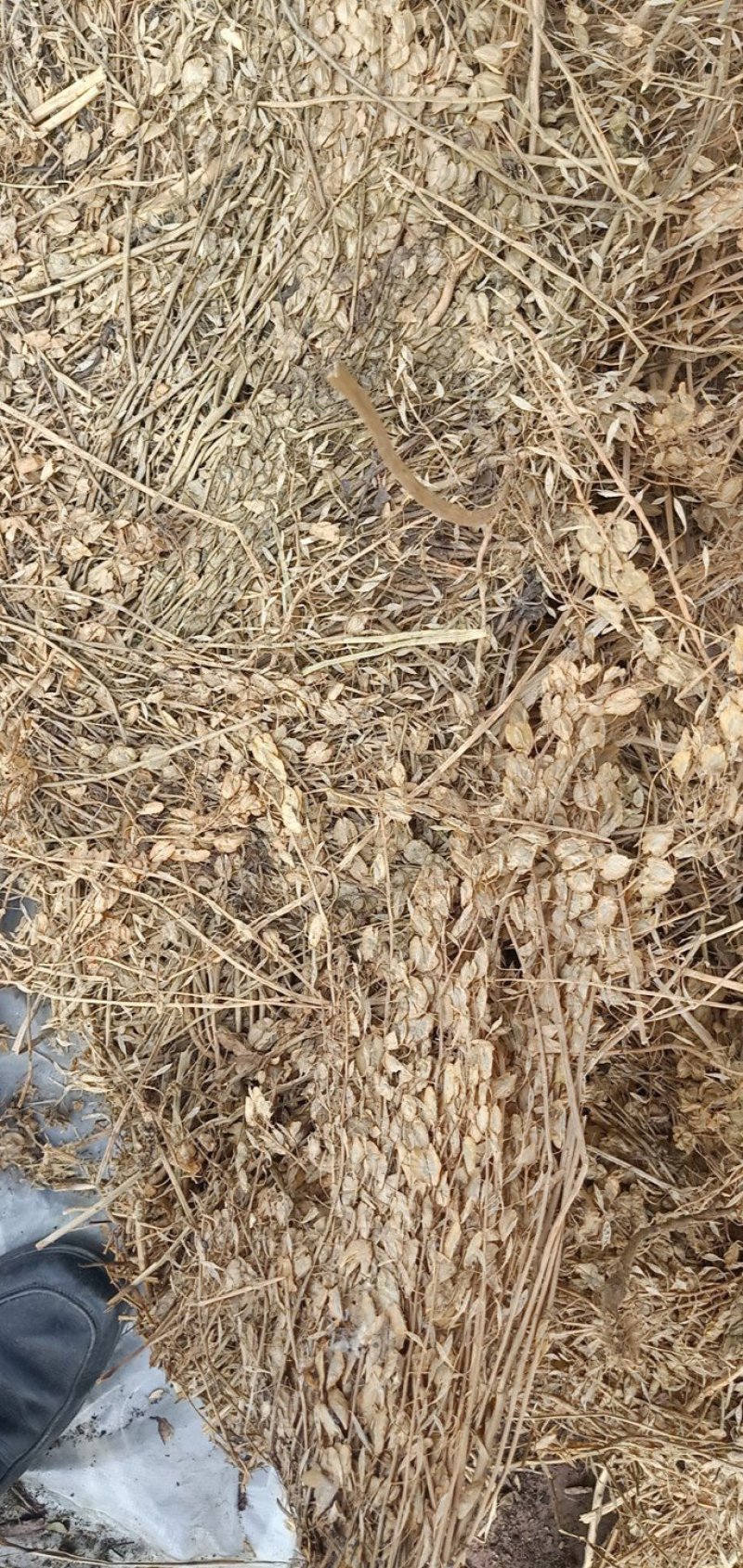 供应菥蓂草，北败酱草，败酱草