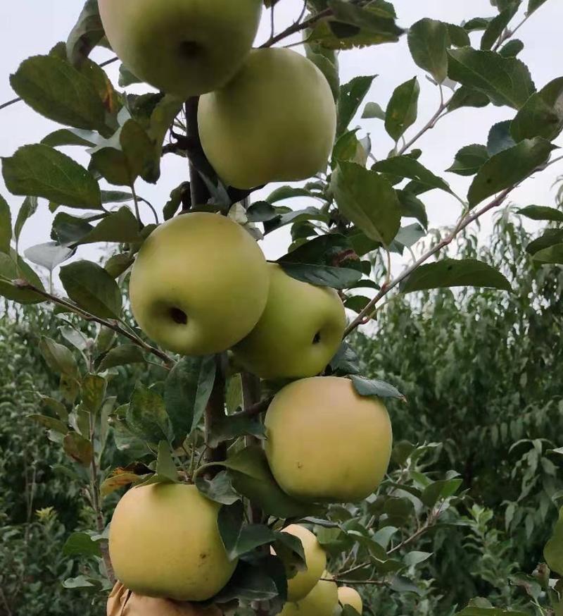 苹果种苗嫁接的也有品种多多。