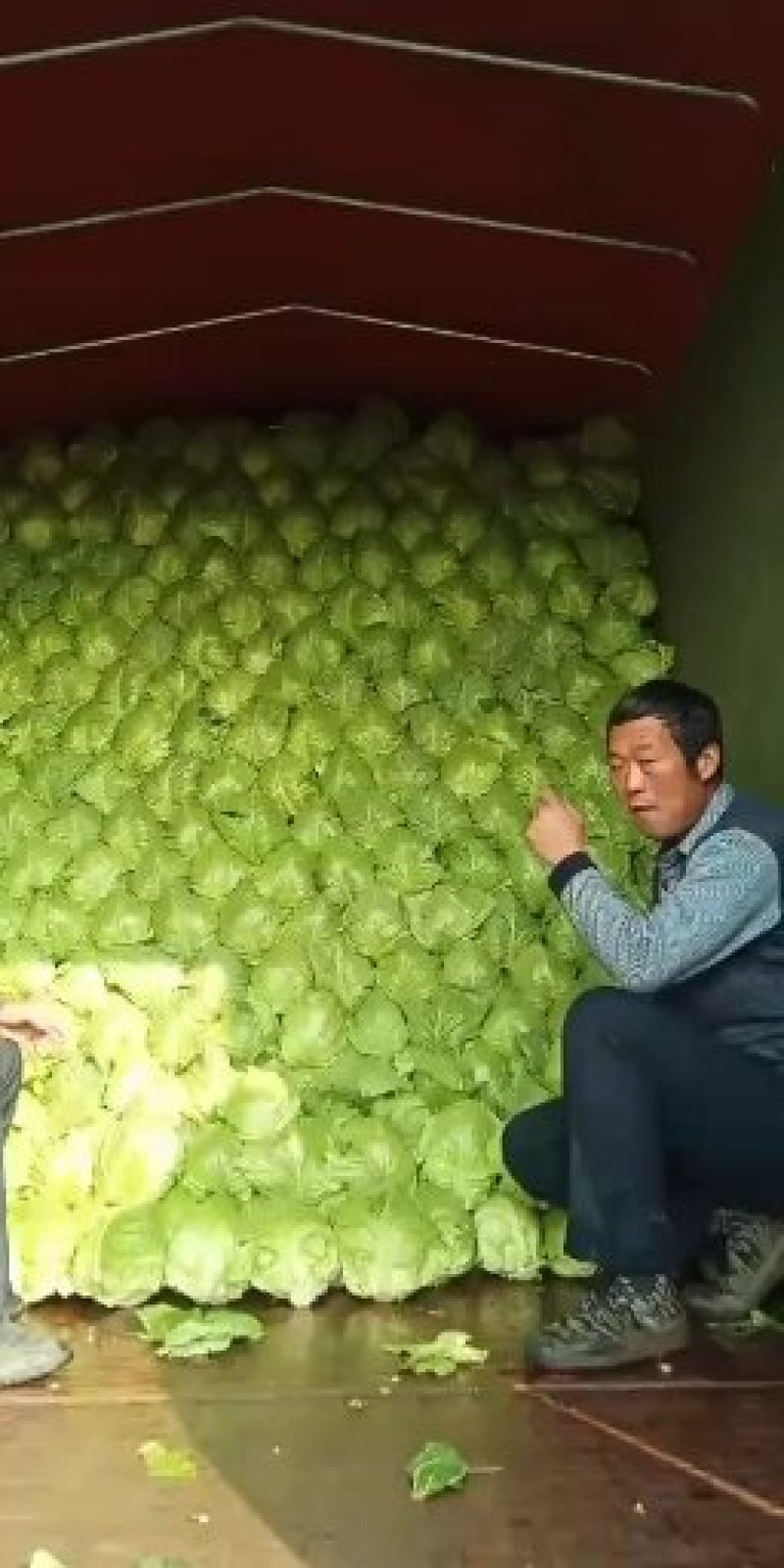 甘蓝菜，大头菜
