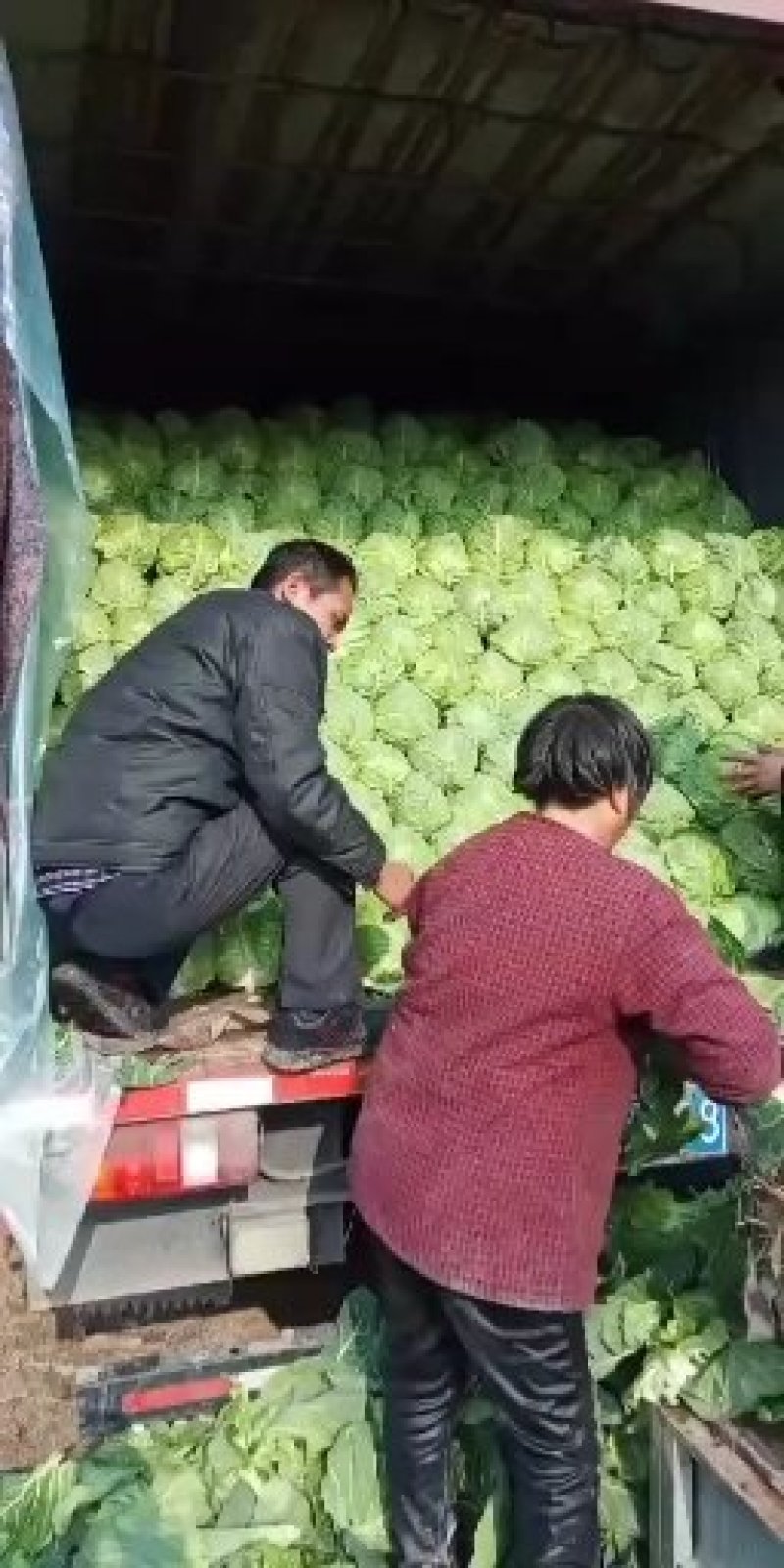 甘蓝菜，大头菜