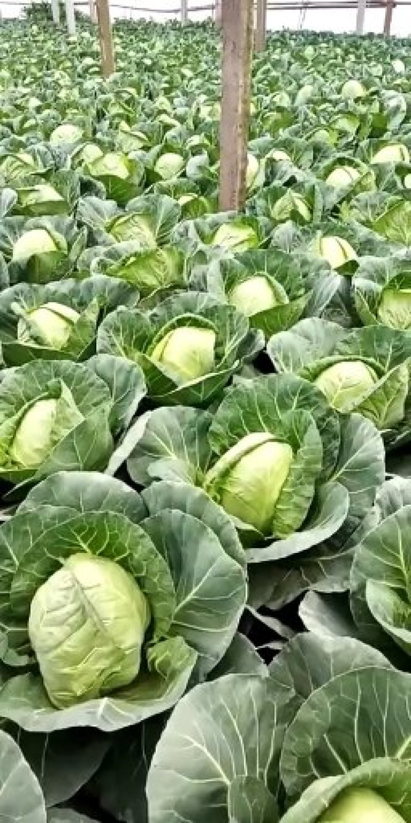 甘蓝菜，大头菜